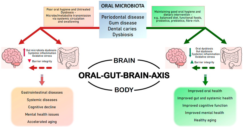 The-oral-gut-brain-axis-The-interactions-between-the-oral-cavity-the-gut-and-the-brain